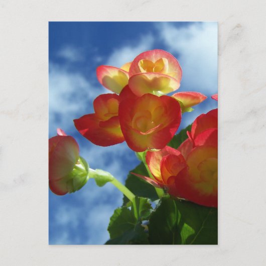 Carte postale Fleurs de Begonia (Devant)