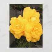 Carte Postale Fleurs de bégonia en or jaune (Devant)