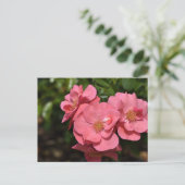 Carte Postale Fleurs de Begonia roses (Debout devant)