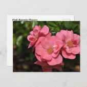 Carte Postale Fleurs de Begonia roses (Devant / Derrière)