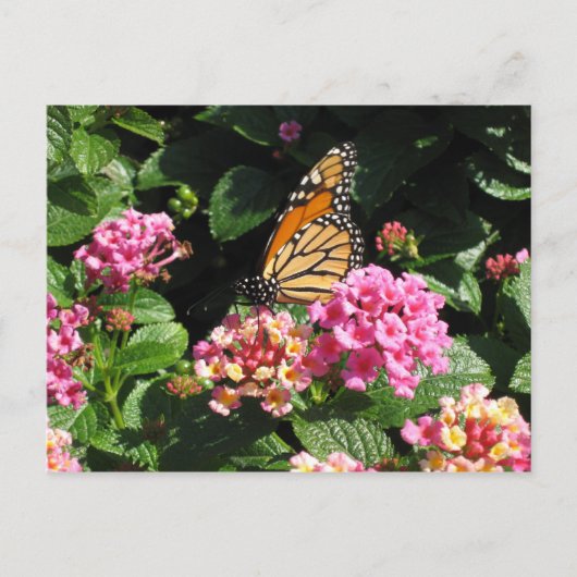 Carte postale Fleurs de beurre (Devant)