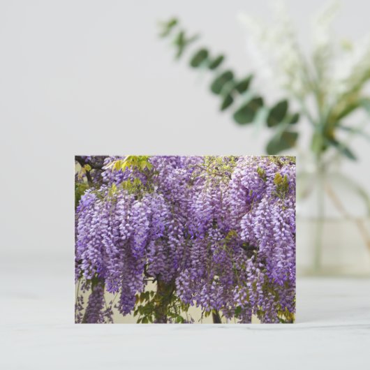 Carte Postale Fleurs de bisteria violet (Debout devant)