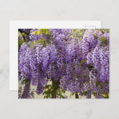 Carte Postale Fleurs de bisteria violet (Devant / Derrière)