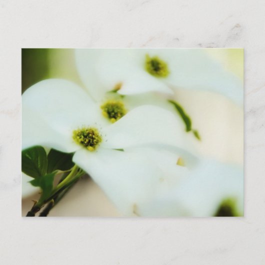 Carte postale Fleurs de bois de chien (Devant)