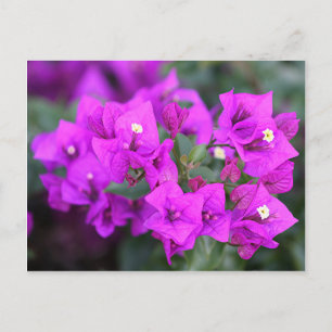 Carte Postale Fleurs de bougainvilliers violets