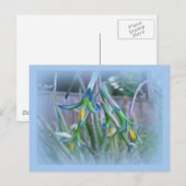 Carte Postale Fleurs de bromeliade sur bleu (Devant / Derrière)