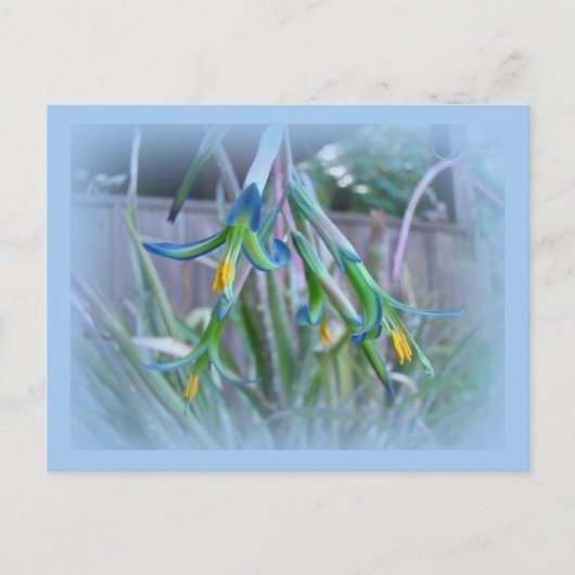 Carte Postale Fleurs de bromeliade sur bleu (Devant)