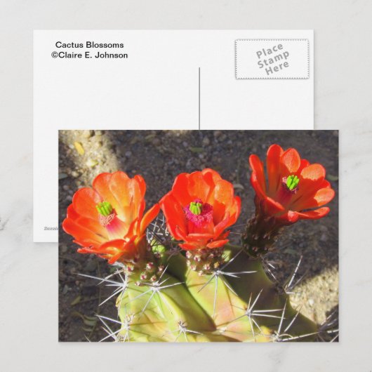 Carte Postale Fleurs de cactus (Devant / Derrière)