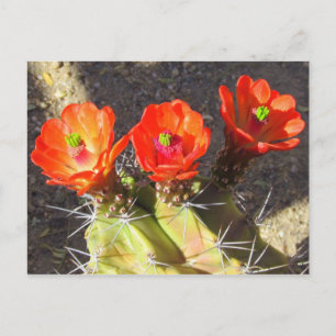 Carte Postale Fleurs de cactus