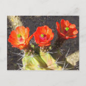 Carte Postale Fleurs de cactus (Devant)