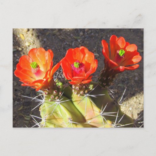 Carte Postale Fleurs de cactus (Devant)