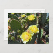 Carte Postale Fleurs de cactus (Devant / Derrière)