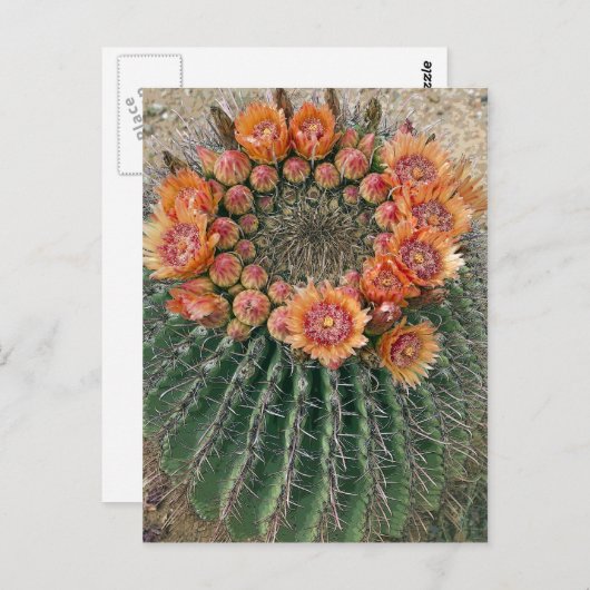 Carte Postale Fleurs de cactus 002d (Devant / Derrière)