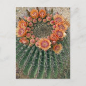 Carte Postale Fleurs de cactus 002d (Devant)