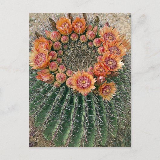 Carte Postale Fleurs de cactus 002d (Devant)