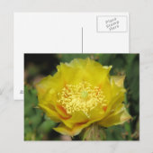 Carte Postale Fleurs de cactus à poires (Devant / Derrière)