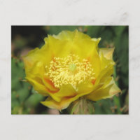 Fleurs de cactus à poires