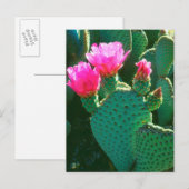 Carte Postale Fleurs de Cactus Beavertail (Devant / Derrière)