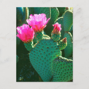 Carte Postale Fleurs de Cactus Beavertail