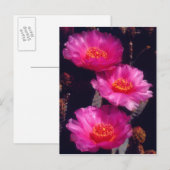 Carte Postale Fleurs de Cactus Beavertail 2 (Devant / Derrière)