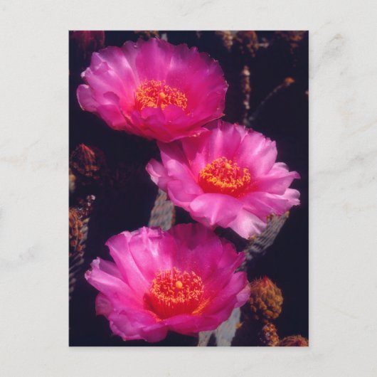Carte Postale Fleurs de Cactus Beavertail 2 (Devant)