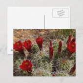 Carte Postale fleurs de cactus Claret Cup 2 (Devant / Derrière)
