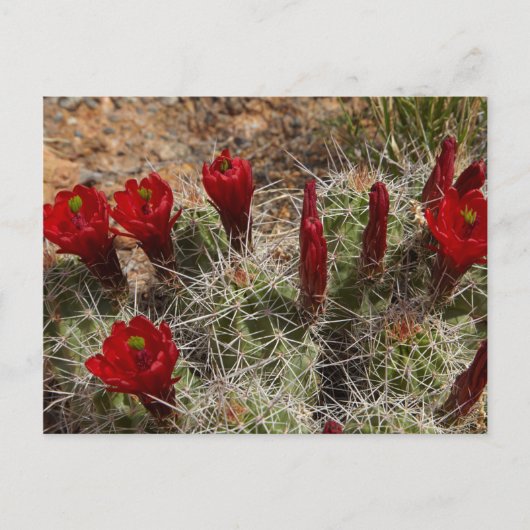 Carte Postale fleurs de cactus Claret Cup 2 (Devant)