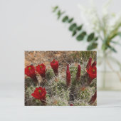 Carte Postale fleurs de cactus Claret Cup 2 (Debout devant)
