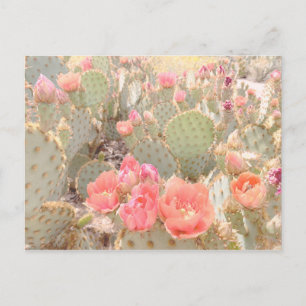 Carte Postale Fleurs de cactus Coucher de soleil sur les fleurs 