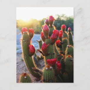 Carte Postale Fleurs de cactus Coucher de soleil sur les fleurs 