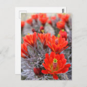 Carte Postale Fleurs de cactus Coupes de Claret en Fleurs rouges (Devant / Derrière)