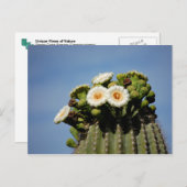 Carte Postale Fleurs de cactus de Saguaro (Devant / Derrière)