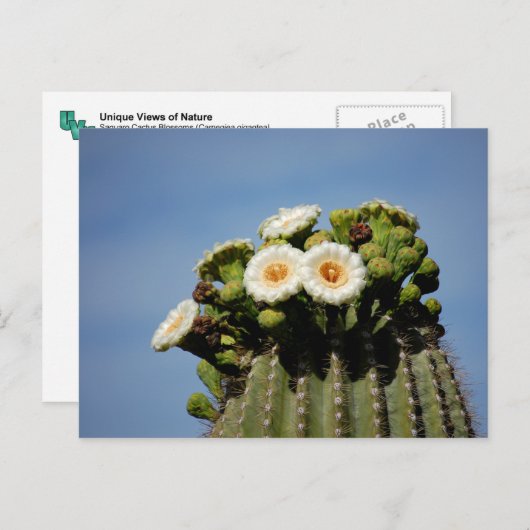 Carte Postale Fleurs de cactus de Saguaro (Devant / Derrière)