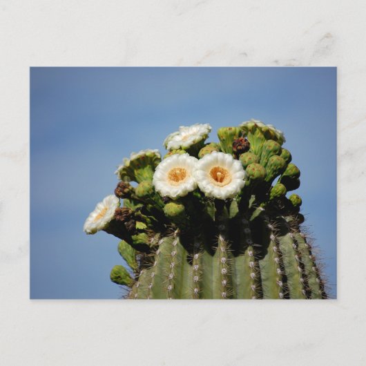 Carte Postale Fleurs de cactus de Saguaro (Devant)