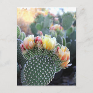 Carte Postale Fleurs de cactus Fleurs d'orange rose jaune