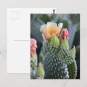 Carte Postale Fleurs de cactus Fleurs roses jaunes (Devant / Derrière)