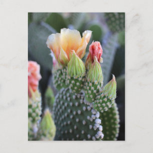 Carte Postale Fleurs de cactus Fleurs roses jaunes