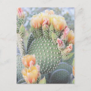 Carte Postale Fleurs de cactus Fleurs roses jaunes