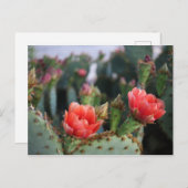 Carte Postale Fleurs de cactus Fleurs roses rouges (Devant / Derrière)