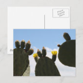 Carte Postale Fleurs de cactus jaunes (Devant / Derrière)