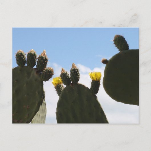 Carte Postale Fleurs de cactus jaunes (Devant)