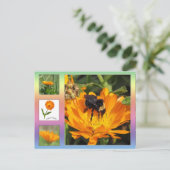 Carte postale – Fleurs de Calendula orange (Debout devant)