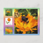 Carte postale – Fleurs de Calendula orange (Devant)