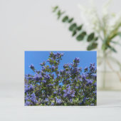 Carte Postale Fleurs de Californie : Ceanothus Ray Hartman (Debout devant)