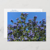 Carte Postale Fleurs de Californie : Ceanothus Ray Hartman (Devant / Derrière)