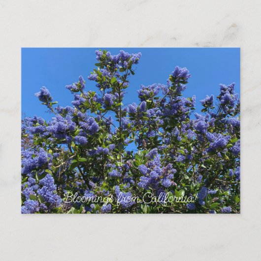 Carte Postale Fleurs de Californie : Ceanothus Ray Hartman (Devant)