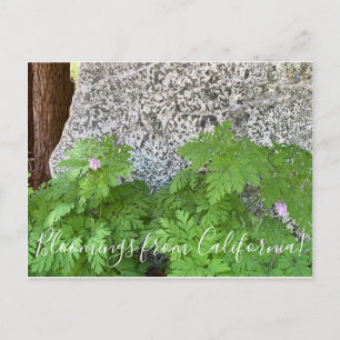 Carte Postale Fleurs de Californie : Cœur saignant du Pacifique
