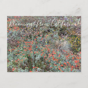 Carte Postale Fleurs de Californie : Couleurs Primaires