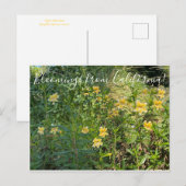 Carte Postale Fleurs de Californie : Fleur de singe (Devant / Derrière)