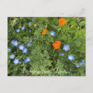 Carte Postale Fleurs de Californie : Fleurs sauvages d'avril